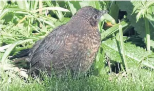  ??  ?? “It was nice to see our first young blackbird exploring the garden today,” says reader Ken Morris.