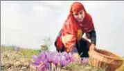  ?? HT FILE ?? A villager picks saffron flowers in Pampore, Srinagar.