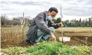  ?? AFP ?? Tanaka working on his cherry blossom farm in Yuki, in the Ibaraki prefecture. –