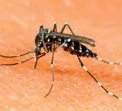  ??  ?? Due tipi, due problemi In alto la zanzare culex, la specie da sempre diffusa in Italia e in gran parte d’Europa. Può trasportar­e il virus West Nile. Sotto, la tigre, originaria delle zone tropicali che diffondono altre patologie come la dengue e febbre gialla