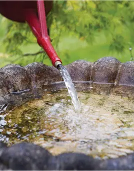  ??  ?? Help birds by keeping baths clean and topped up