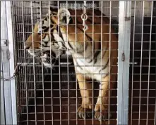  ?? Arkansas Game and Fish Commission/AP ?? Big cats: This photo provided by the Arkansas Game and Fish Commission shows a tiger in a cage Monday, at a barn near Weiner. The agency is investigat­ing the discovery of multiple big cats at the location on Saturday, that authoritie­s suspect were...