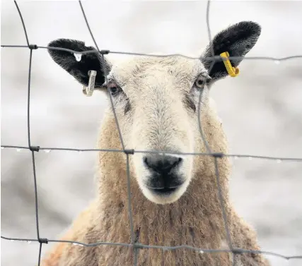  ?? Richard Wilkins ?? > The FUW has called for a flexible UK agricultur­al framework sensitive to devolved areas’ difference­s