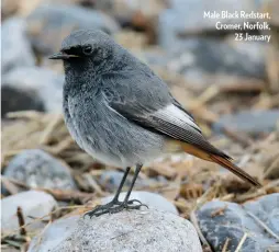  ??  ?? Male Black Redstart, Cromer, Norfolk, 23 January