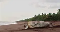  ??  ?? De enero a junio es la época en que la tortuga baula acostumbra a desovar en las playas del Tortuguero. | WWW.TORTUGUERO.CR