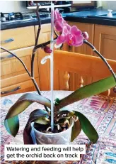  ?? ?? Watering and feeding will help get the orchid back on track