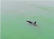  ?? Photo / Rick Kirkland ?? An orca captured on film by a drone at Ahuriri.