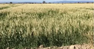  ?? ?? ▮ Urge ayuda al campo, pero el Gobierno Federal suspenderá los programas hasta después de las eleccones.