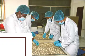  ?? ?? WOMEN SORTING THROUGH DRIED PRODUCE AT ZONAH UNITED.