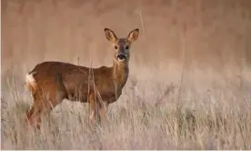  ??  ?? ‘No more than quarter of an hour before, we had walked right past her’: a roe deer doe. Photograph: William Harvey/Alamy