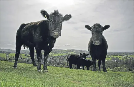  ?? Picture: Getty. ?? Pedigree Aberdeen-Angus on Pyegreave Farm, Langley, Cheshire.