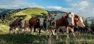  ??  ?? L’alpeggio Mucche sul Cesen. La produzione casearia del monte trevigiano è una eccellenza