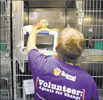  ?? Erik Verduzco Las Vegas Review-Journal @Erik_Verduzco ?? Volunteer Jay Bartos calms a cat Saturday during the national Clear the Shelters event at the Animal Foundation in Las Vegas.