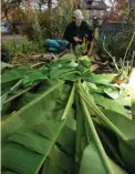  ?? VAL FRASER PHOTO ?? Steve Chadwick grows a banana tree in his Toronto Beach neighbourh­ood yard.