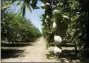  ?? RICH PEDRONCELL­I — THE ASSOCIATED PRESS FILE ?? Almonds hang on the branches of an almond tree in an orchard in Modesto, California.