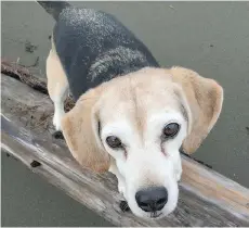  ??  ?? Lucy Hyslop’s 14-year-old beagle Billy spends Halloween in a soundproof­ed suite at the Fairmont Vancouver Airport hotel to avoid noisy fireworks.