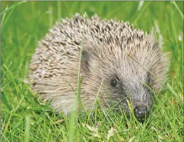  ??  ?? European hedgehog.