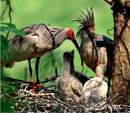  ??  ?? Una familia de ibis nipón. VCG