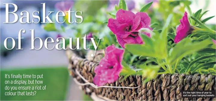  ??  ?? It’s the right time of year to sort out your hanging baskets