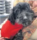  ??  ?? Rescued: Moses the pet poodle