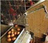  ?? Reuters ?? Una gallina domani? Uova appena deposte in una fattoria di Lunteren, in Olanda