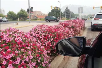  ?? RON SEYMOUR/The Daily Courier ?? These big planters, filled with petunias, have been placed on the median at the intersecti­on of Harvey Avenue and Dilworth Drive in Kelowna to prevent beggars from standing there and begging for change from drivers stopped at a red light.