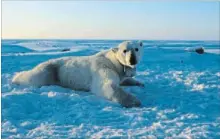  ?? ANTHONY PAGANO THE ASSOCIATED PRESS FILE PHOTO ?? A polar bear wearing a camera collar lies on sea ice in the Beaufort Sea.