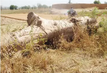  ??  ?? This baobab tree gave way for road constructi­on in Zaria