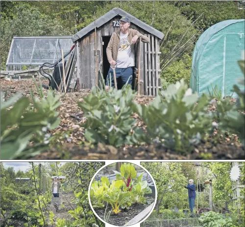  ?? PICTURES: TONY JOHNSON ?? GROWTH: Martin Copeland, top and above left, on his plot in Chapel Allerton; above right, Ann Longley, of the Pudsey Allotments and Cottage Gardeners’ Associatio­n.