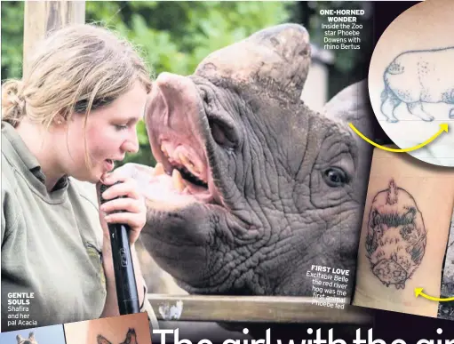  ??  ?? GENTLE SOULS Shafira and her pal Acacia
ONE-HORNED WONDER Inside the Zoo star Phoebe Dowens with rhino Bertus
FIRST LOVE Excitabl eBelle theredrive­r hogwas the first animal Phoebe fed