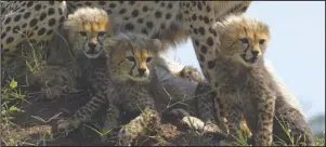  ?? The Associated Press ?? CUBS: This image released by Discovery shows Cheetah cubs from episode two of “Serengeti,” a six-part series premiering Sunday, August 4.