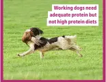  ??  ?? Working dogs need adequate protein but not high protein diets