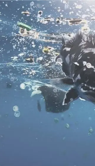  ??  ?? The shocking pictures of widespread plastic pollution in the world’s oceans, uncovered by the BBC’S Blue Planet series, has led to a new awareness of how human activity is slowly choking and damaging marine life