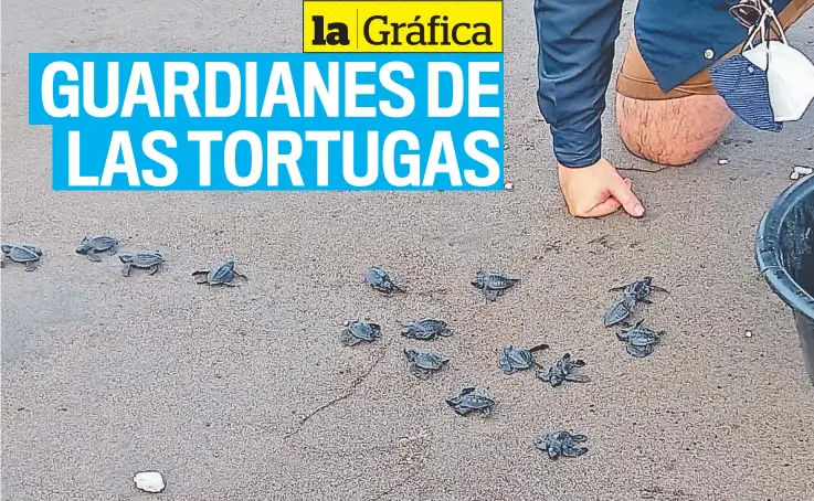  ?? ?? 1 Labor. Desde hace más de 45 años, pobladores de la playa de la Barra de Santiago, desarrolla­n proyectos de conservaci­ón de tortugas marinas.