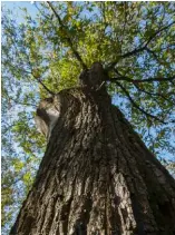  ?? TI-PRESS ?? ‘Ottima la qualità della selva’