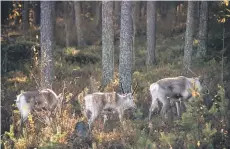  ?? — AFP photos ?? Reindeer walk in the boreal forest, above The Arctic Circle, in Finnish Lapland, near Kaakkurila­mpi, where during the last 20 years Scandinavi­an Arctic forests have been the target of an increasing amount of wood bugs, due to longer summers.