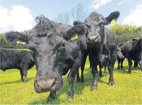  ?? ?? GAS GIANTS: GreenShed will use cattle waste to power a methane capturing system and grow indoor crops.