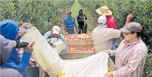  ??  ?? Miles de personas trabajan en la pizca de la manzana.