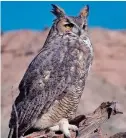  ?? COURTESY WILD BIRDS UNLIMITED ?? Great horned owls are one of the most common owls in North America and range from the Arctic to the tropics.