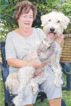  ?? Picture: RICHARD GOSLING ?? Paradise Point woman Lynette Johnston with Kyla, who lost a leg in an attack by a bull terrier-type dog.