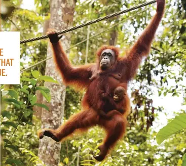  ??  ?? Above: a mother and baby return to carefully monitored feeding stations that are designed to supplement their foraging at Semenggoh Orangutan Centre.