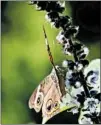  ??  ?? Basil blooms create excitement with their spiky texture and bring in butterflie­s like this Common Buckeye.