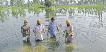  ?? HT PHOTO ?? Farmers showing damaged crop in Mand area of Sultanpur Lodhi on Thursday.