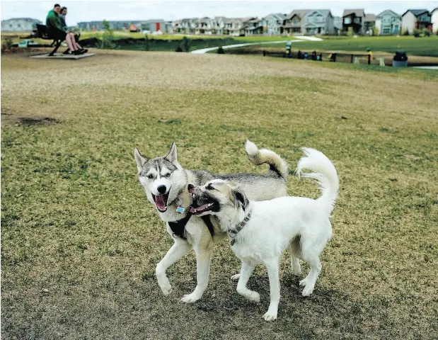  ?? LARRY WONG / POSTMEDIA NEWS FILES ?? A paper calling dog parks “spaces that lock humans and animals into hegemonic patterns of gender conformity” was briefly published online.