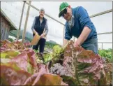  ?? Photograph: Iain ?? Tommy McKnight harvests the lettuce and Isabel Campbell packs them ready for collection and distributi­on. Ferguson, alba.photos