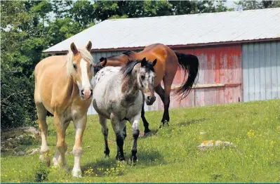  ?? ?? Andréane poursuit en parallèle un élevage de chevaux d’Appaloosa, une race à la robe tachetée originaire du nord-ouest des États-Unis.