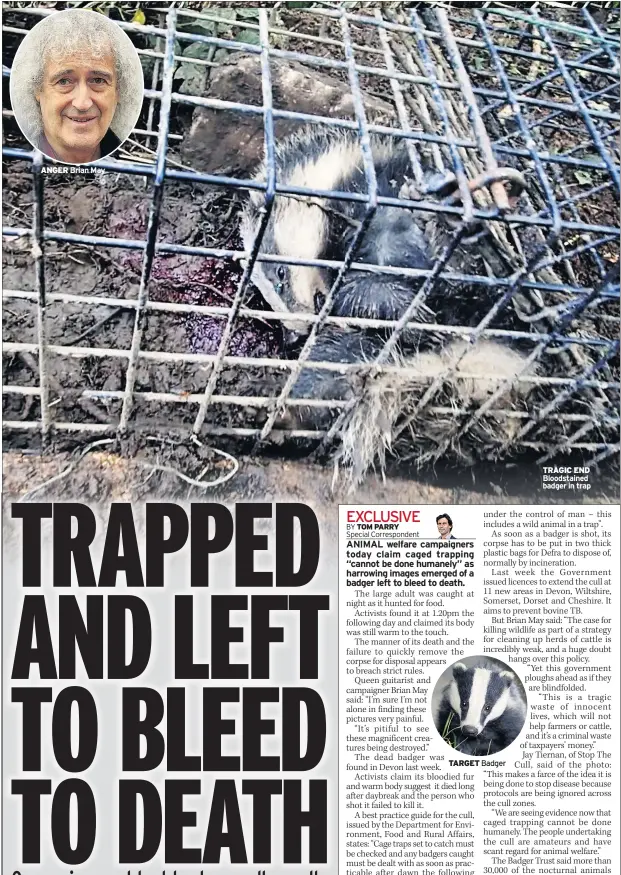  ??  ?? TRAGIC END Bloodstain­ed badger in trap