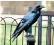  ??  ?? The Tower of London ravens will have their own breeding programme to ensure a constant supply of birds