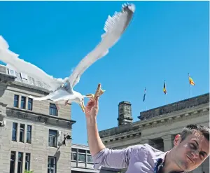  ?? Picture: Mhairi Edwards. ?? A seagull grabs food from a DC Thomson reporter.