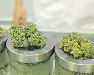  ?? AP PHOTO ?? An employee at the medical marijuana dispensary Kaya Shack displays different types of marijuana flowers sold at the shop in Portland, Ore., on June 26. Medical marijuana users can legally consume other forms of the drug beyond the traditiona­l dried...